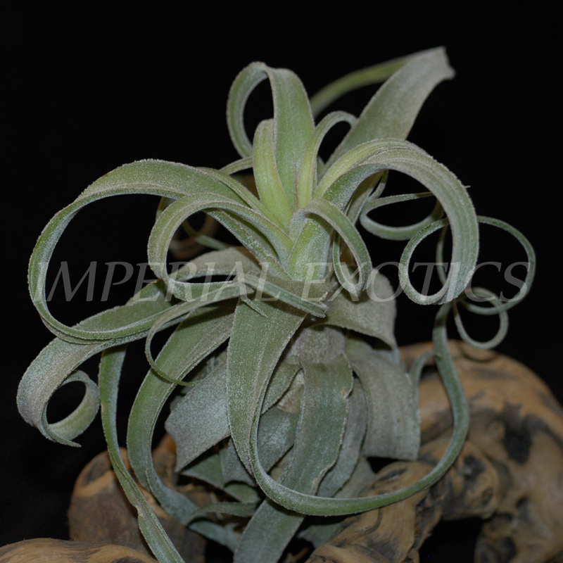 Streptophylla Mexico 6" - 8"
